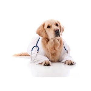 Купить сухой корм Royal Canin (Роял Канин) для профилактики и лечения различных заболеваний в зоомагазине Zoolife.by