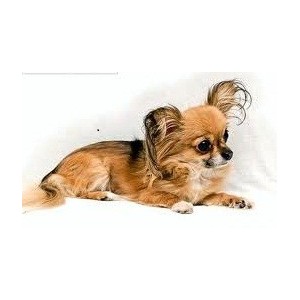 Купить сухой корм Royal Canin (Роял Канин) для миниатюрных собак в зоомагазине Zoolife.by