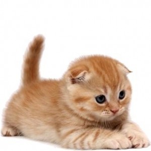Консервы и пресервы Royal Canin для котят