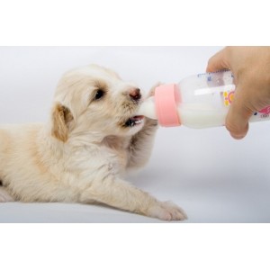 Сухое молоко для щенков - Zoolife.by